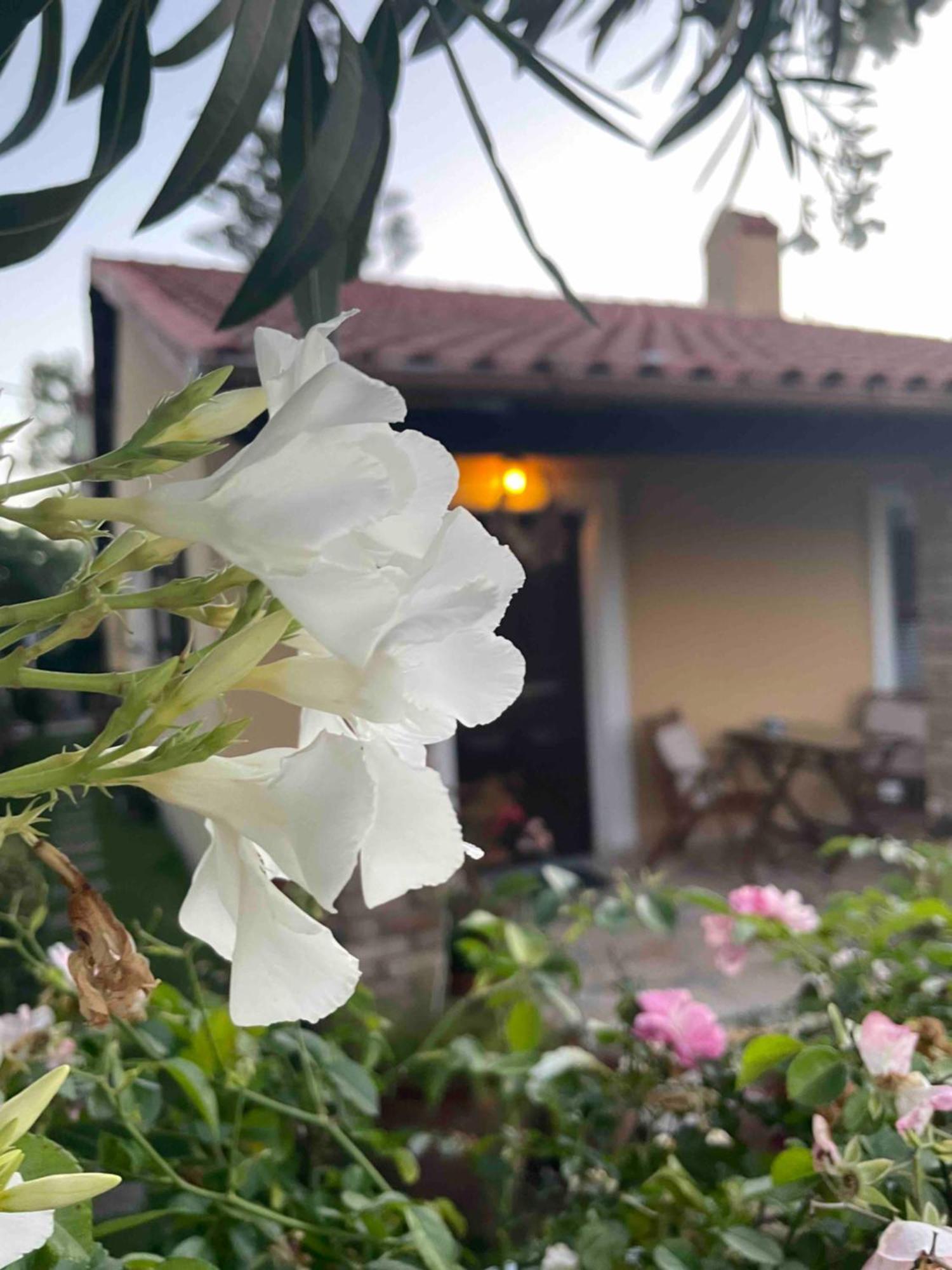 Villa Tina Country Beach Apartments Aharávi Szoba fotó